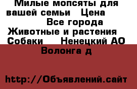 Милые мопсяты для вашей семьи › Цена ­ 20 000 - Все города Животные и растения » Собаки   . Ненецкий АО,Волонга д.